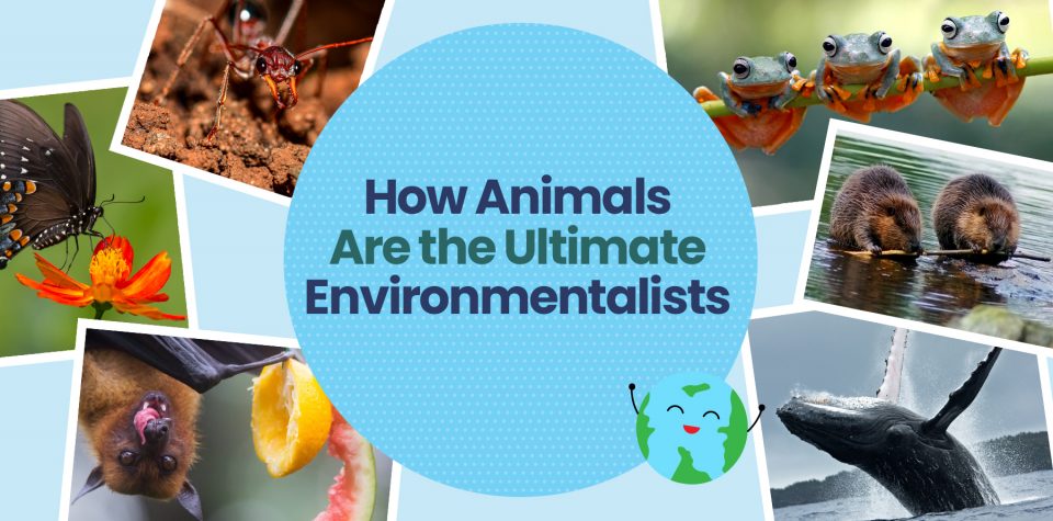 How Animals are the Ultimate Environmentalists