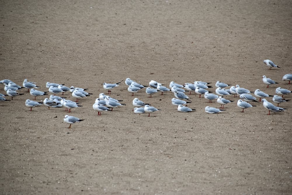 how far do seagulls travel inland