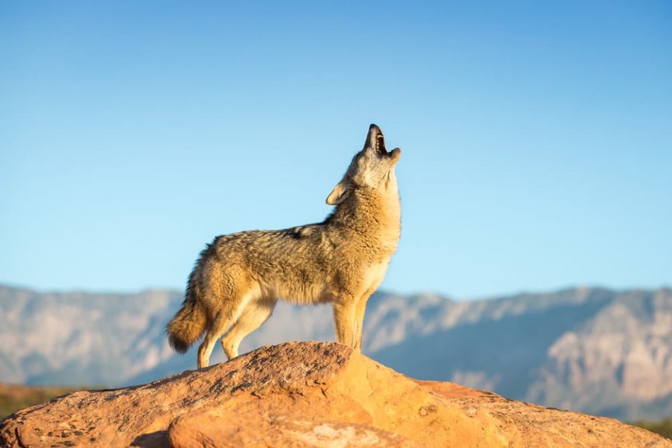 What Do Coyotes Eat? - Coyote Facts from Little Passports