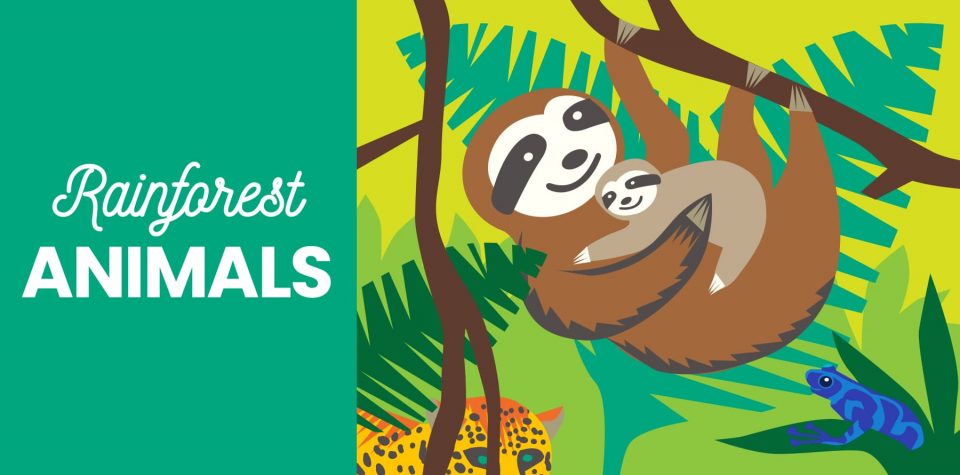 Header image: Illustrated sloth with baby, jaguar, and poison dart frog, with text reading "Rainforest animals"
