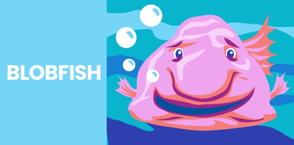 Blob fish, love the blob fish.  Blobfish, Ugly animals, Funny looking  animals