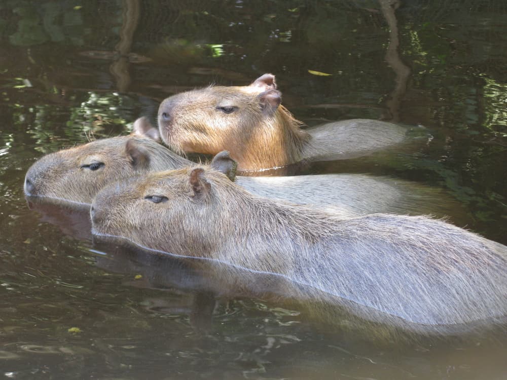 Swimming-capybaras - Little Passports