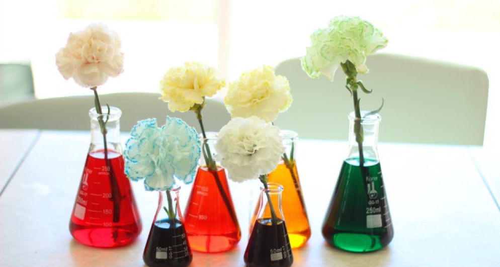 how to make rainbow carnations