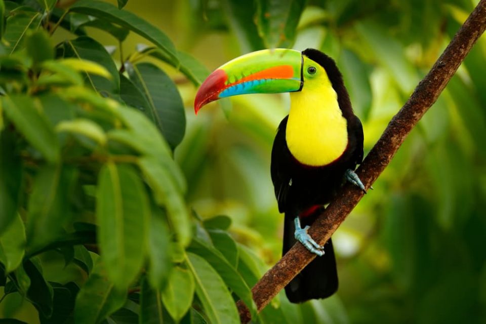 Rainforest Animals: List of 25+ Animals that Live in the Rainforest
