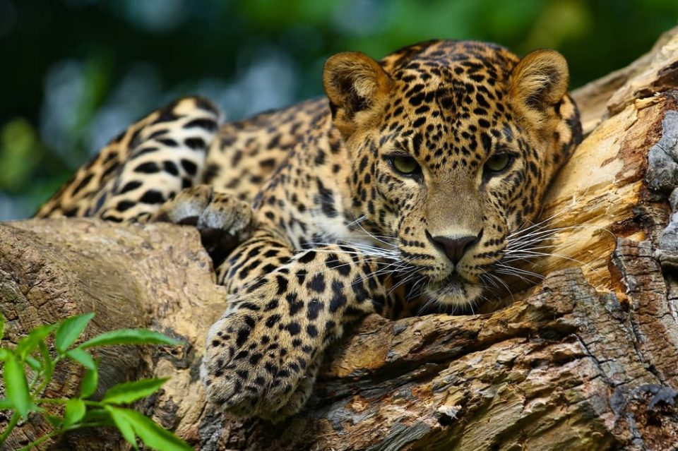 tropical rainforest biome animals list